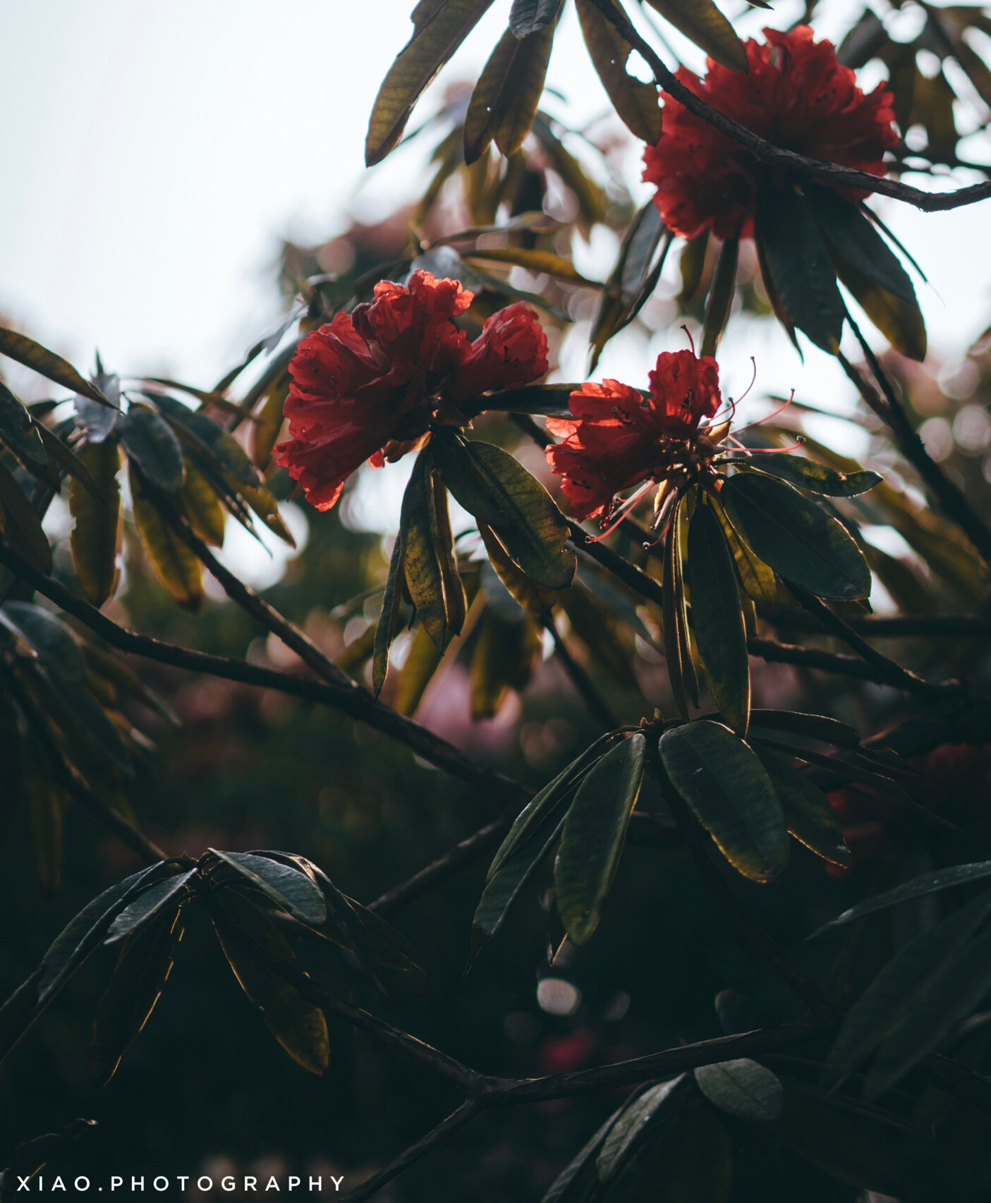 花神鲜血变成的圣花 08马缨林·映山红 马缨杜鹃又叫"马缨花","索玛