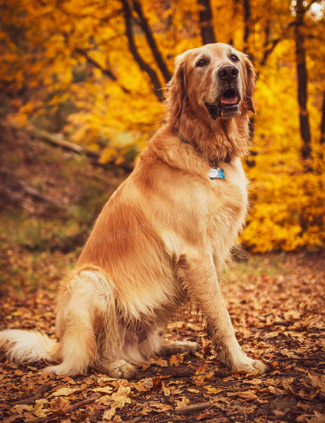 想给自己家的金毛取个霸气又聚财的名字 想给自己家的金毛取个霸气又