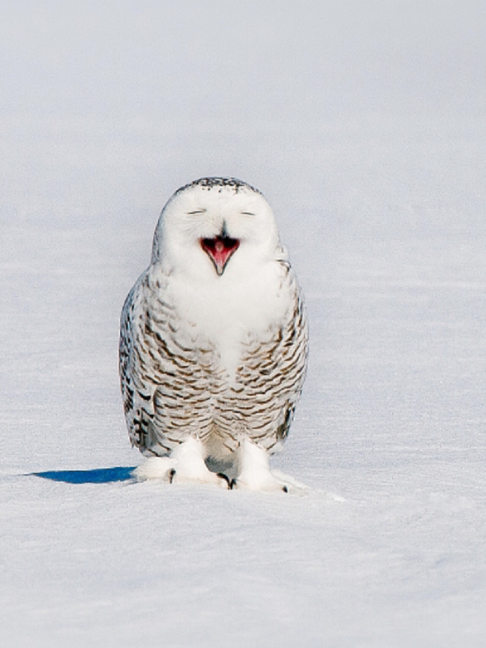 🍎别名:雪枭,白猫头鹰,白鸮,雪鹰 🍎分类:动物界,脊索动物门,鸟纲