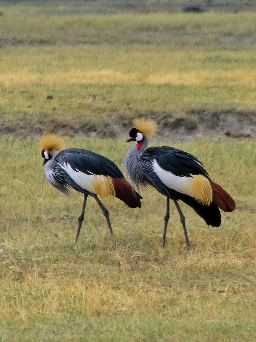 鸟类图鉴 | 戴着金色皇冠的灰冠鹤 野外原创拍摄 	 灰冠鹤,鹤形目鹤科