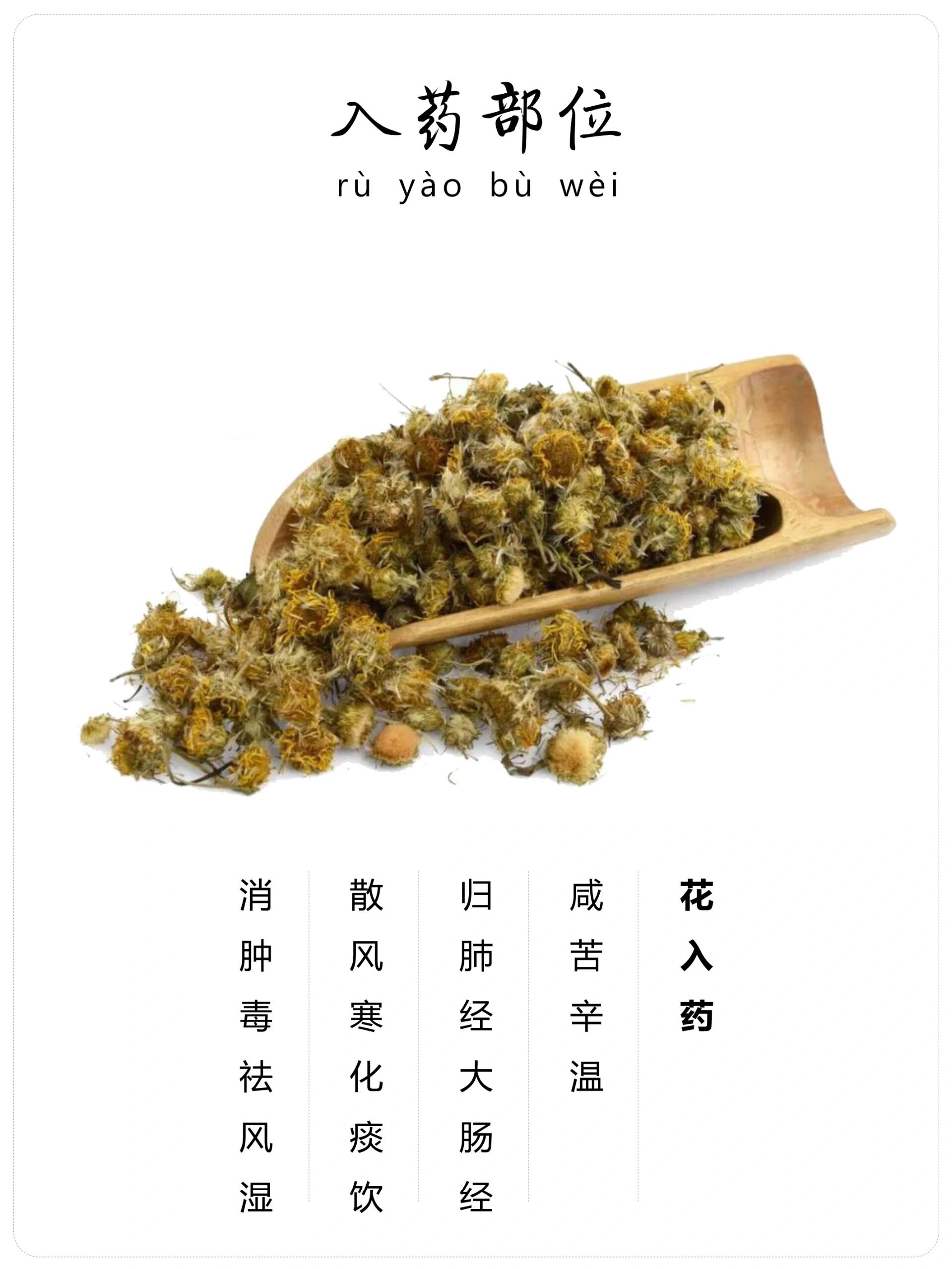 风寒草的功效与作用图片