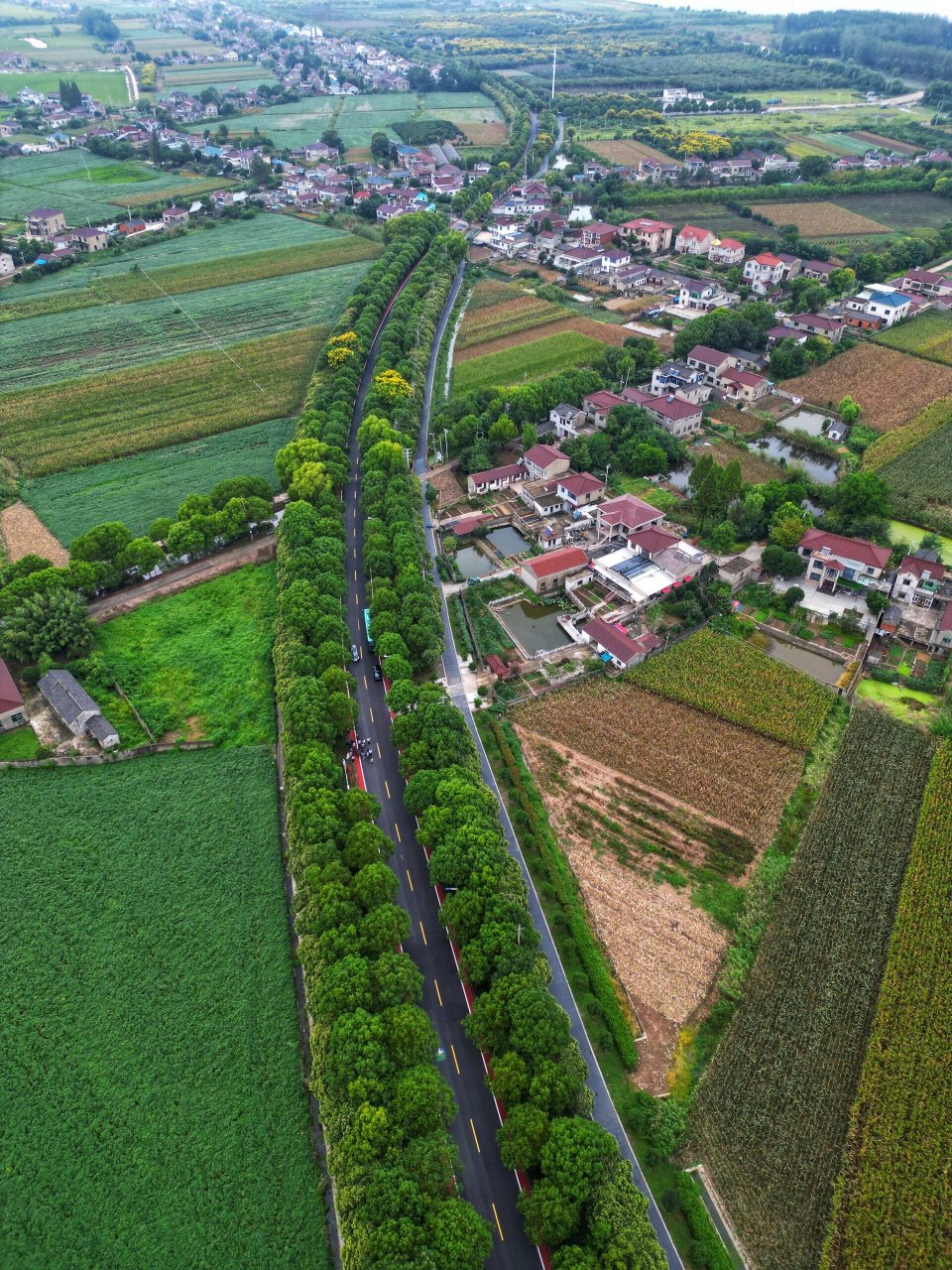 镇江世业洲:一路一景,一路一品  世业镇党委书记仲梅介绍:经过近十年