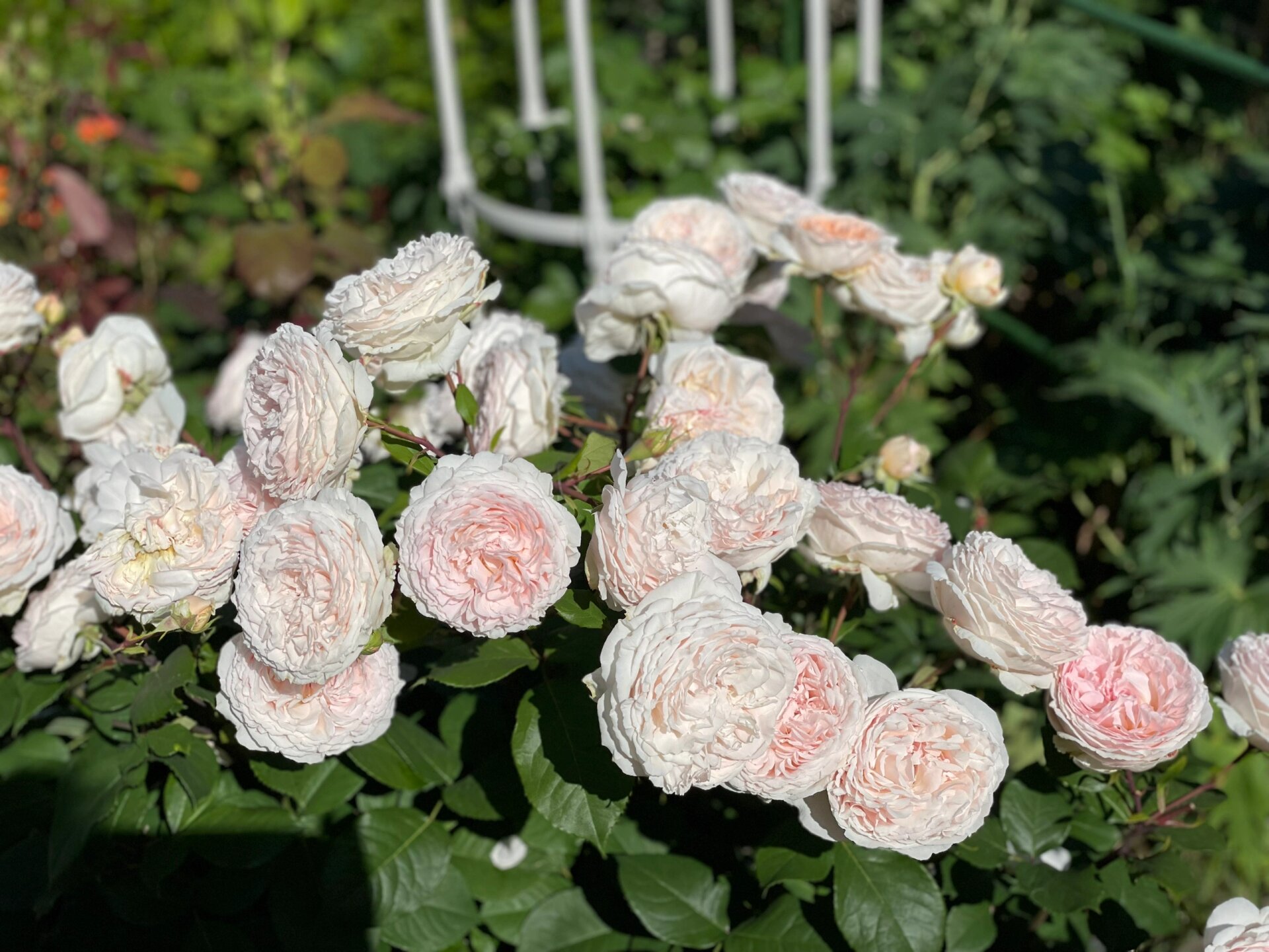 月季 bliss parfuma 魔法童话