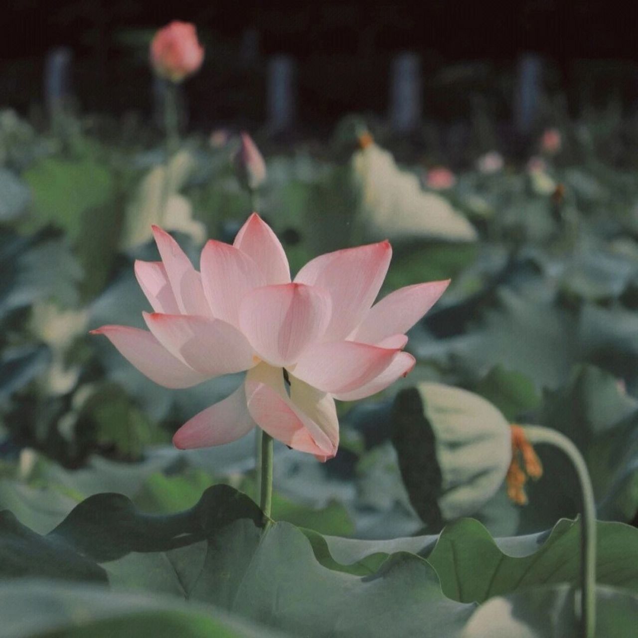 清心寡欲的莲花头像图片