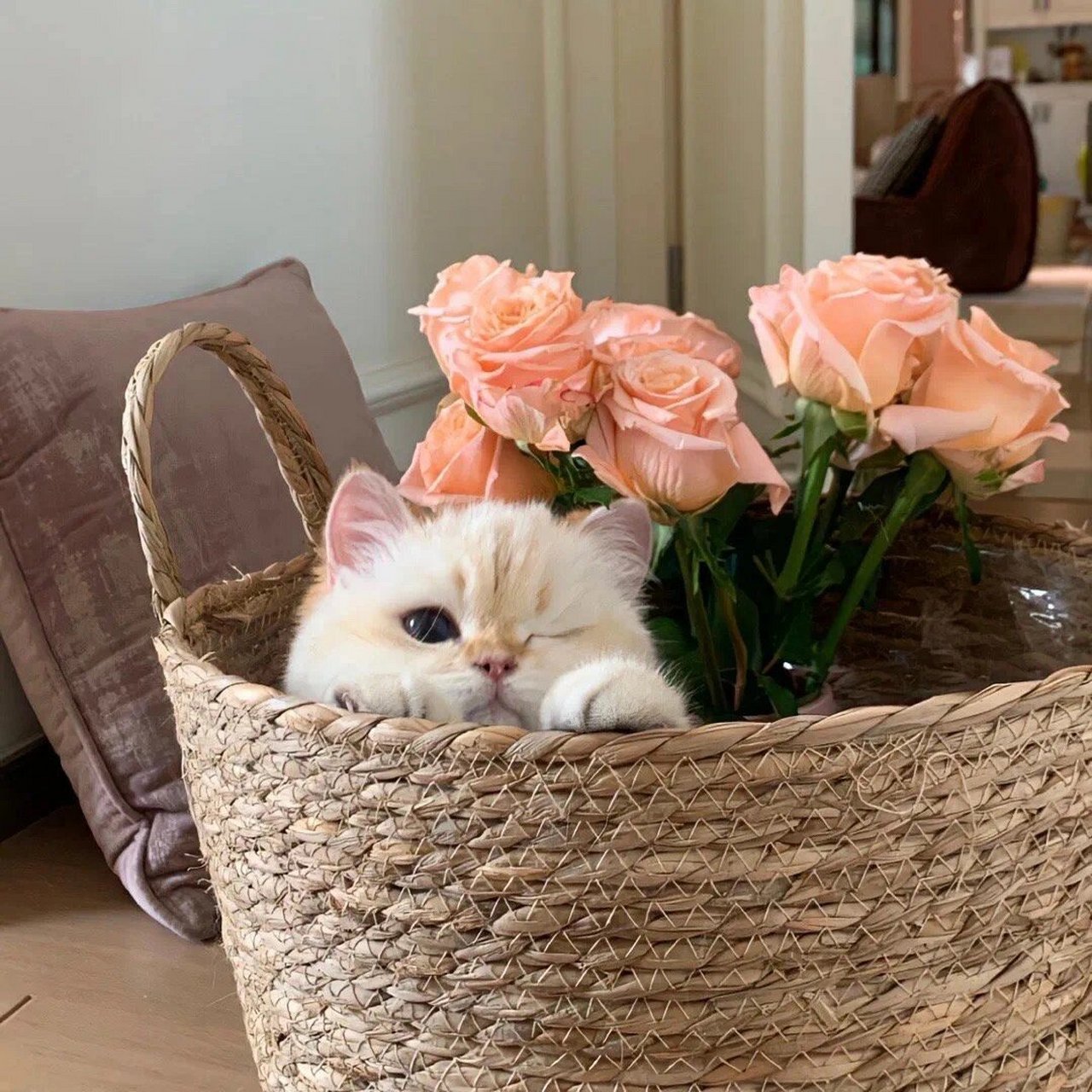 适合微信头像的猫咪图片 谁能不喜欢可爱的猫猫呢93 生活苦涩,你就