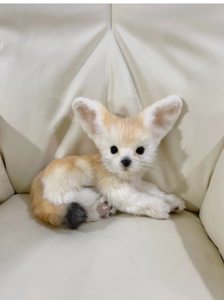 小耳廓狐 是个软糯的乖乖崽