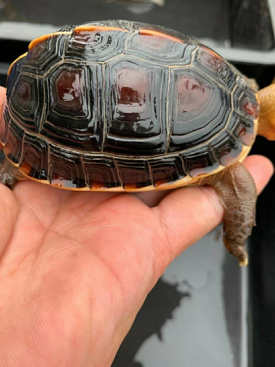 黄缘闭壳龟多大可以繁殖生蛋?