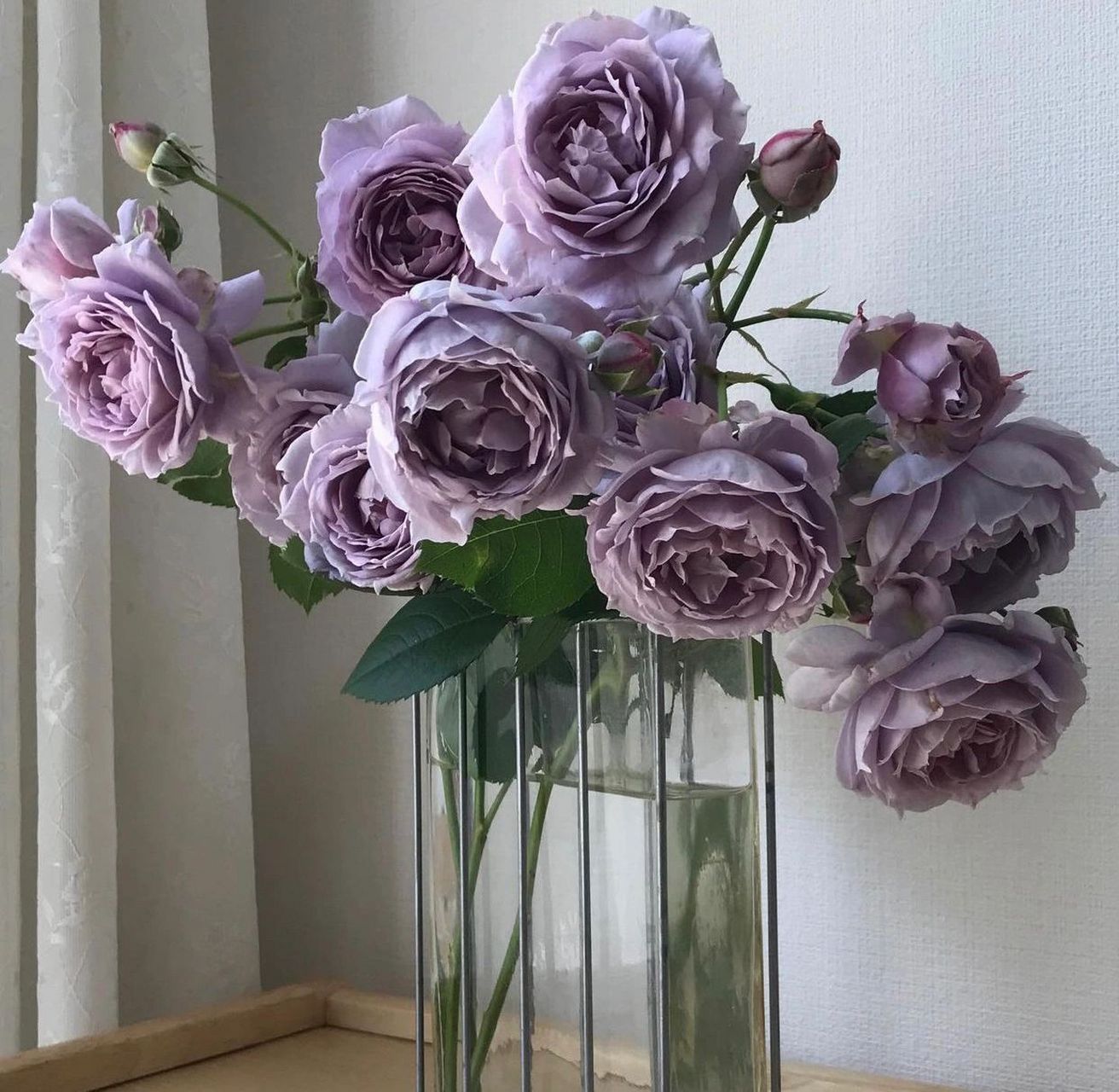 诺瓦利斯月季的优缺点分析欢迎补充 诺瓦利斯(novalis)是一种薰衣草