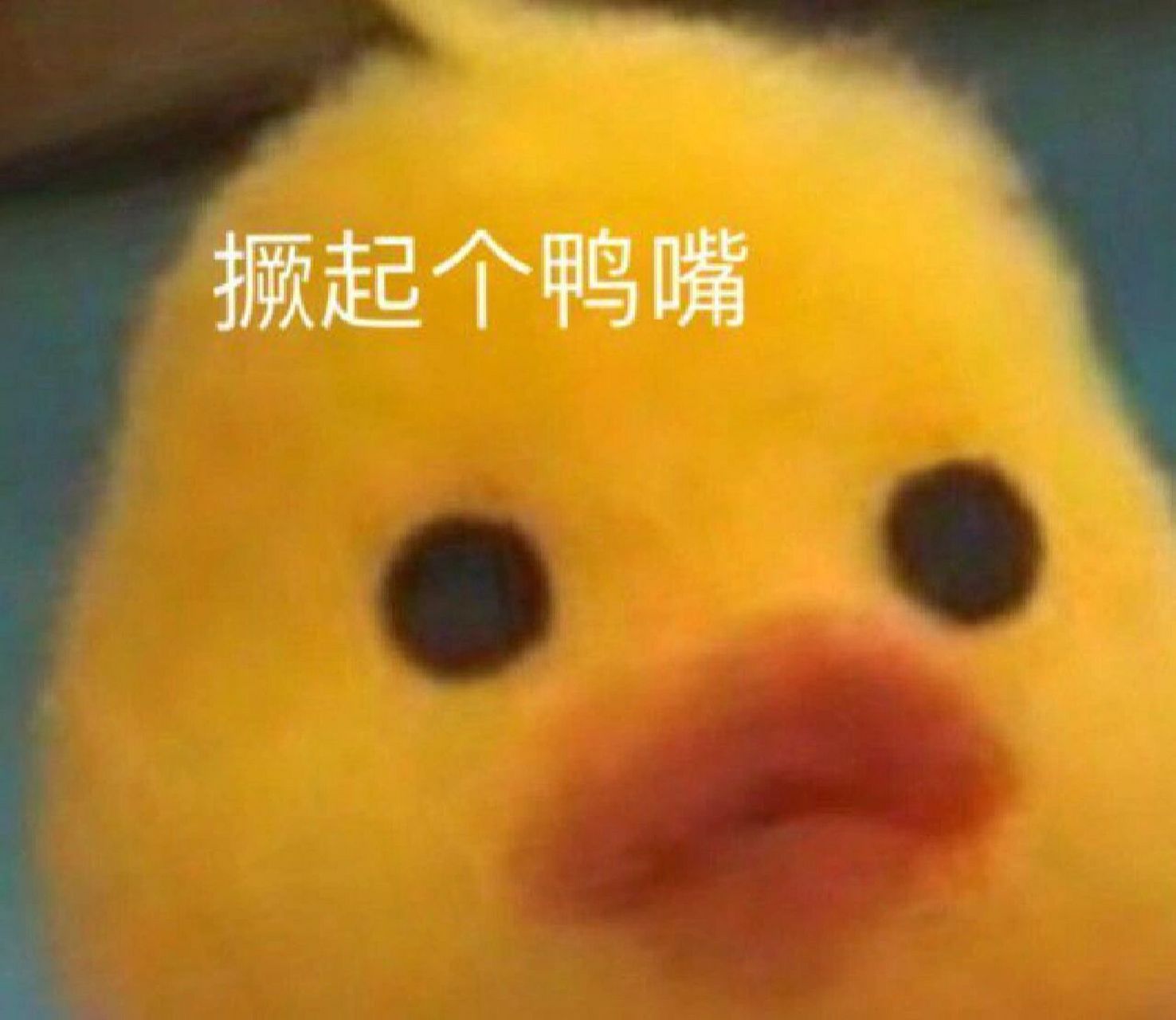 萌萌哒小黄鸭表情包