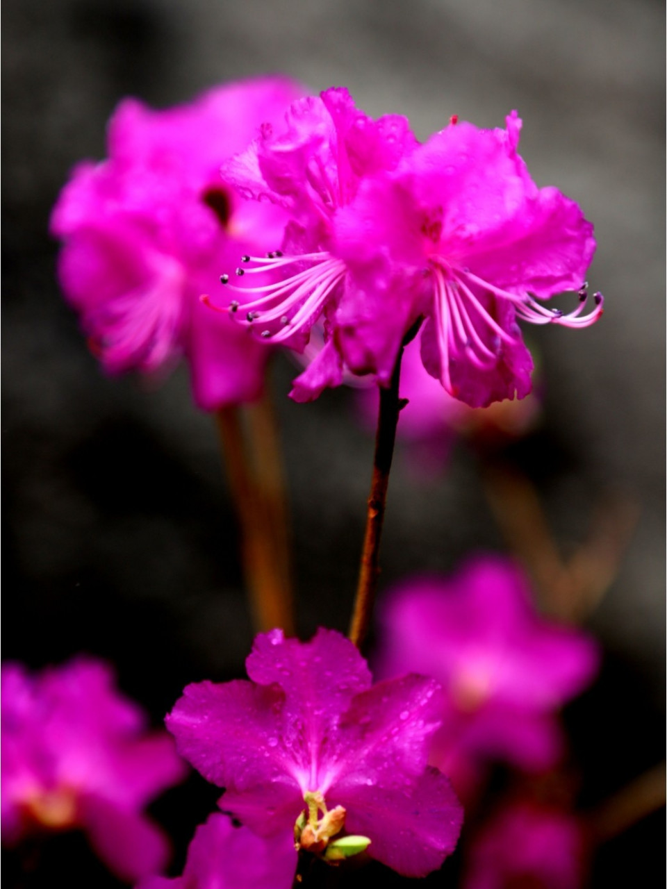 扎兰屯兴安杜鹃花已开,由于疫情,今年不允许聚众赏花(图片来自扎兰屯