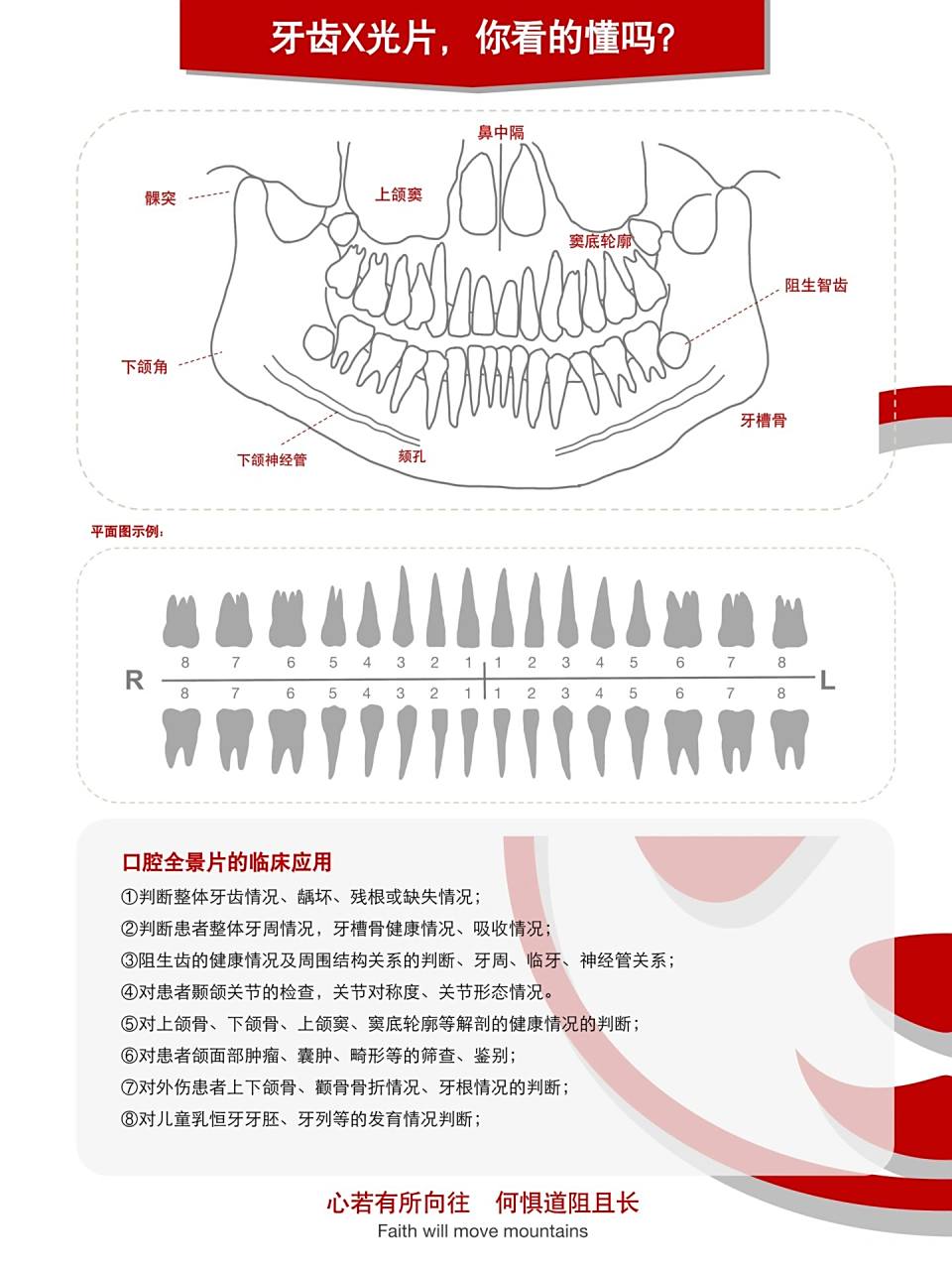 【牙齿x光片&解剖图】