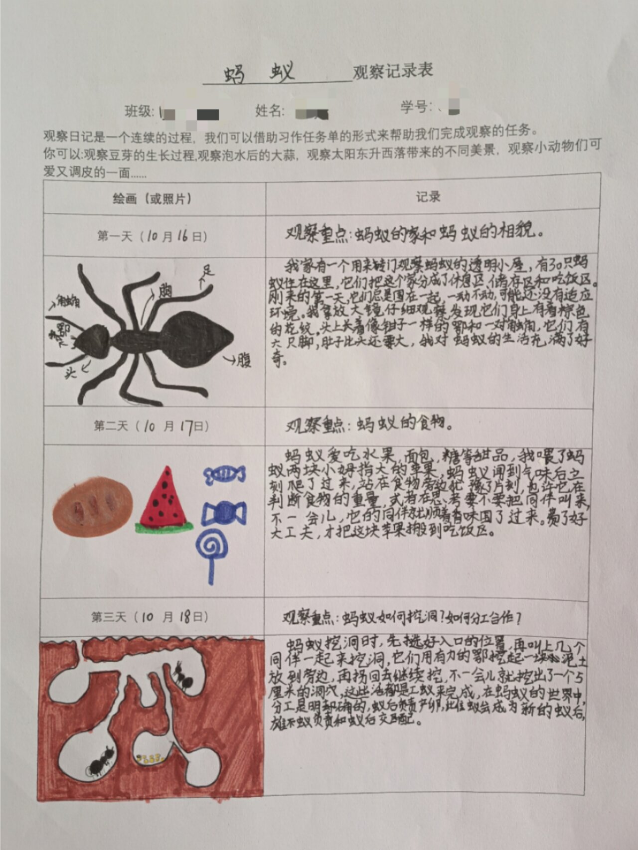 四年级语文上册观察日记
