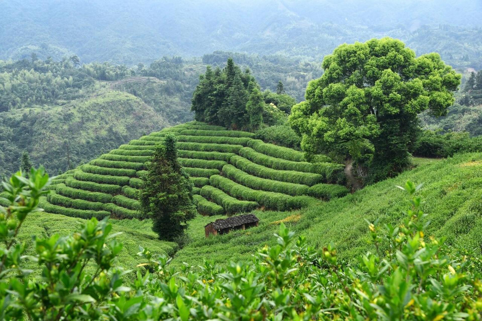 茶文化之乡,最美茶园之一,苍南五凤茶园 探访浙南茶乡,温州苍南桥墩镇