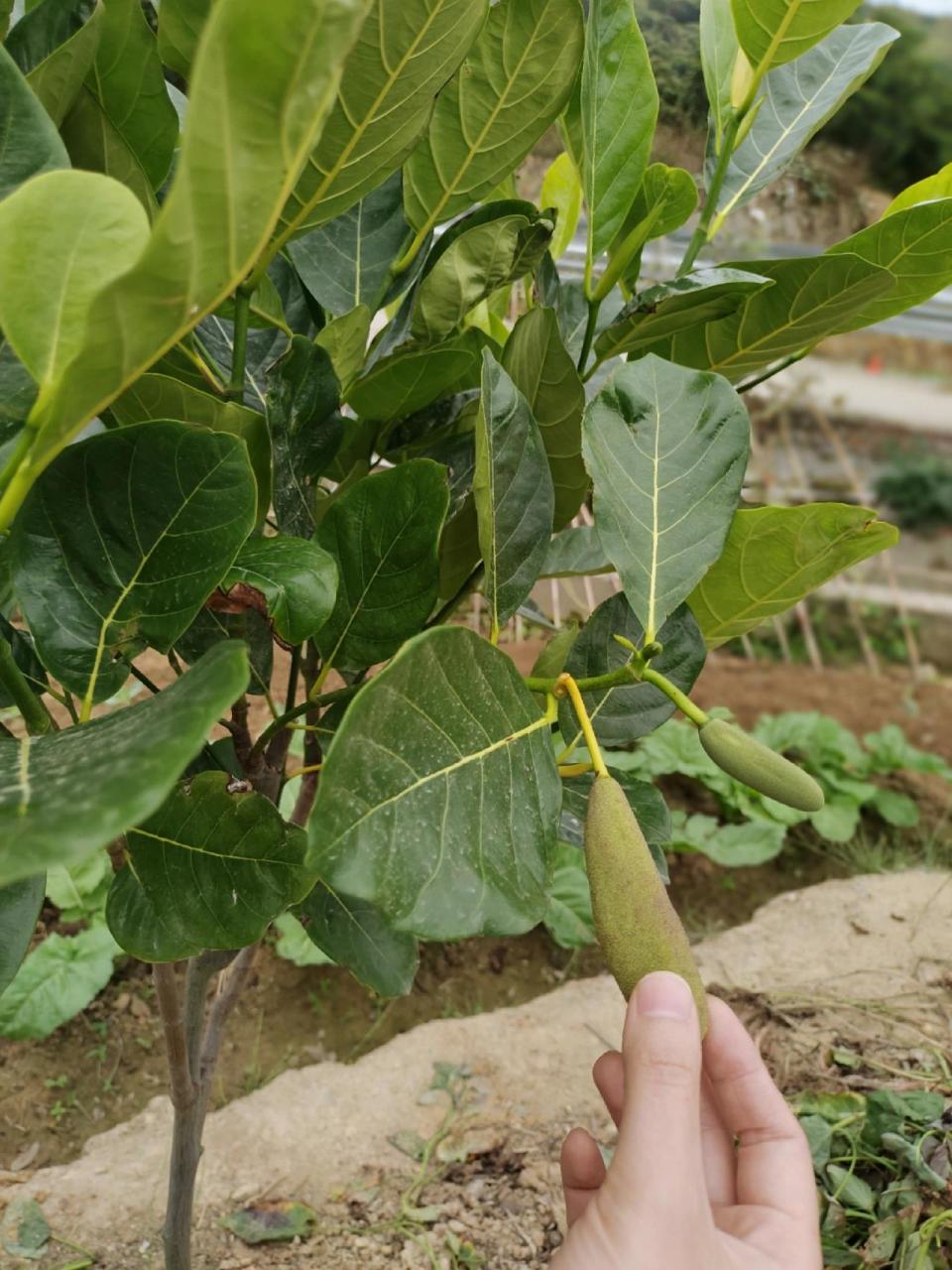 菠萝蜜树长这样! 第一次见菠萝蜜树98