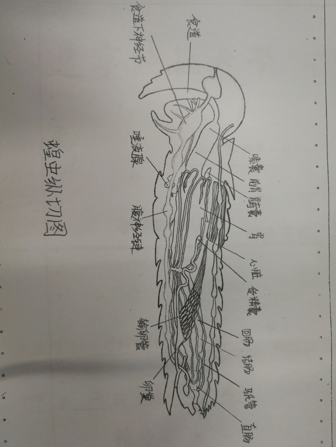 松雌球果纵切手绘图图片