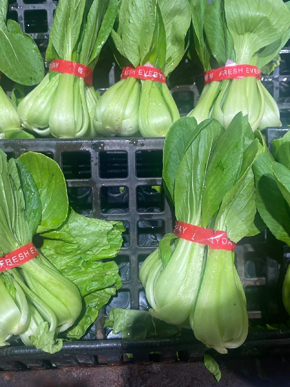 不用就问 上海青跟油菜有什么区别 上海青跟油菜有什么区别 还有那个