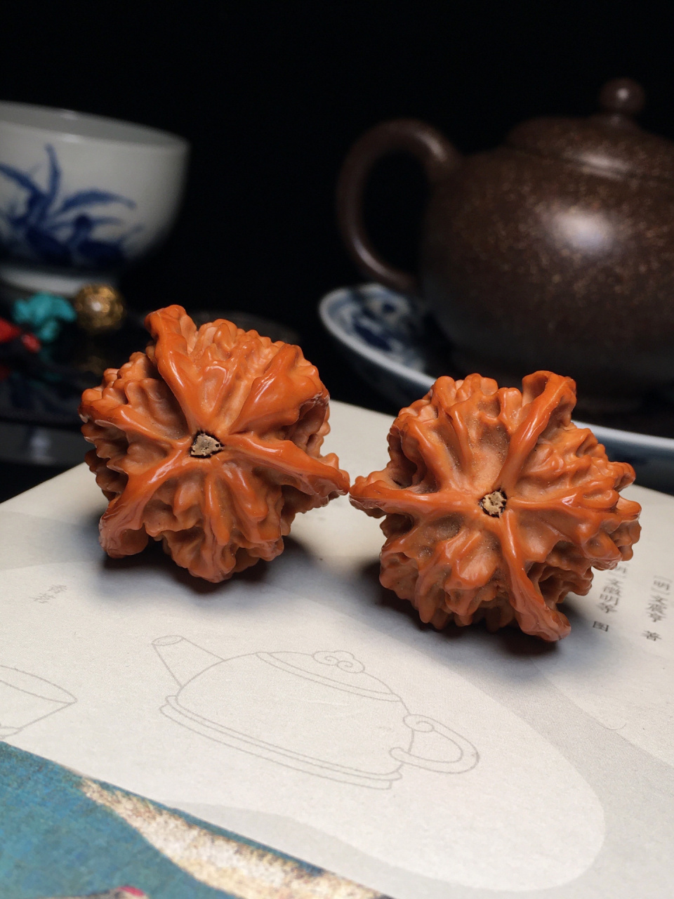 最亲民的三棱核桃·盘山公子帽三棱(老树)