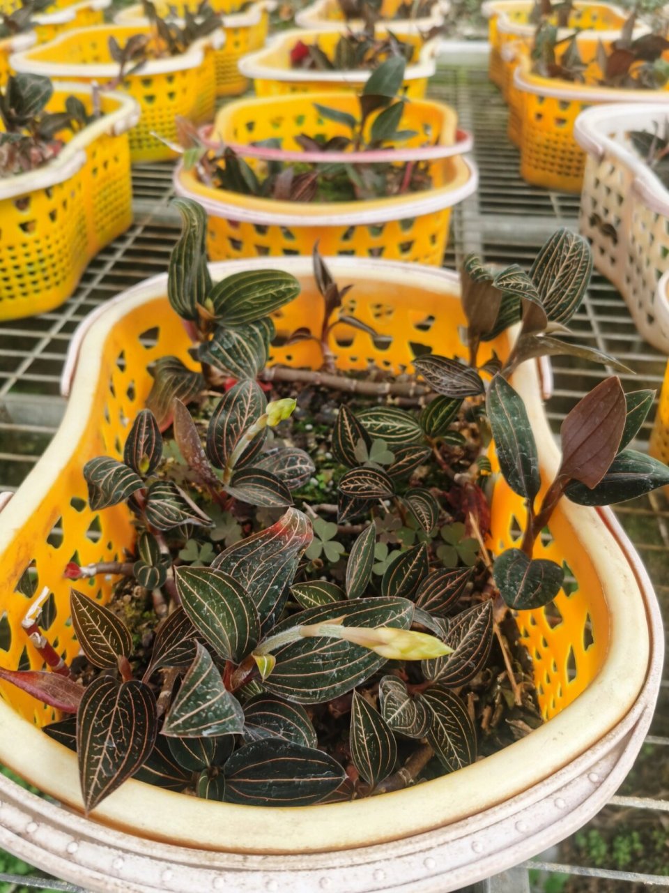 公石松 除了自身的功效外,它这叶片脉络真的是很好看!