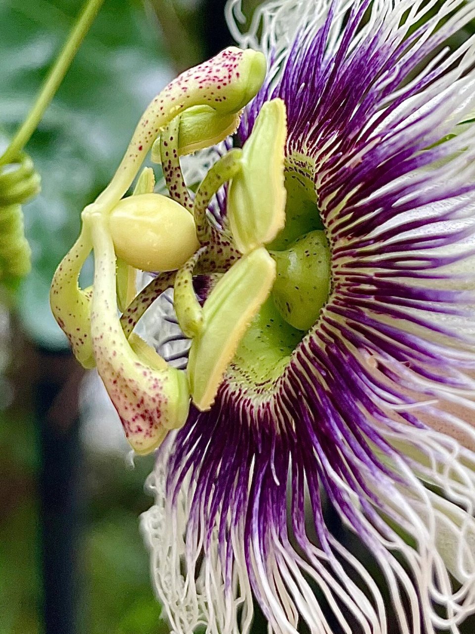 鸡蛋果花 鸡蛋果(学名:passiflora edulis sims)是西番莲科,西番莲属