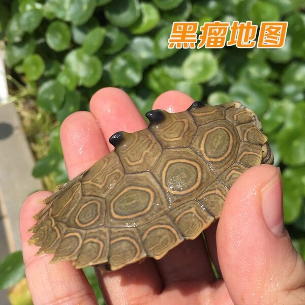 黑瘤地图龟有4个黑瘤,前3个高而挺拔,最后一个黑瘤为最小,这个特征在