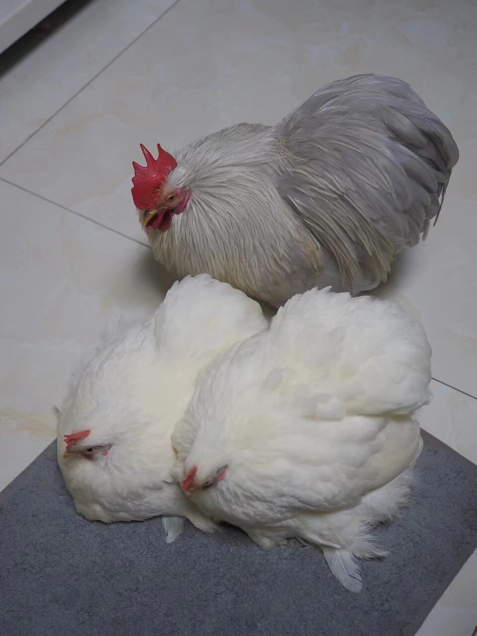 科钦球性格好,长得好,真的太适合做宠物鸡了        体重一斤多不足