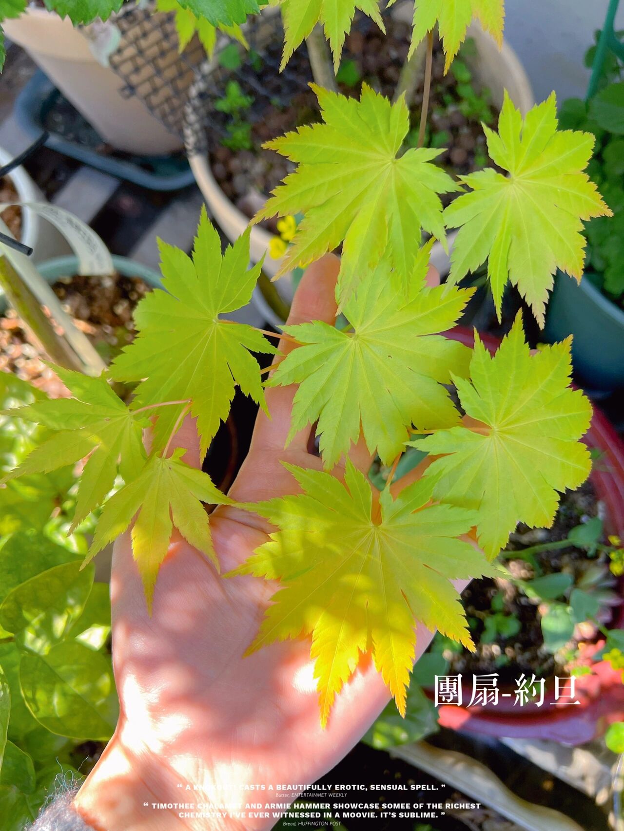 枫树 今天拍的是团扇形状枫树,名字叫约旦 	 枫树是观叶型植物,简单来