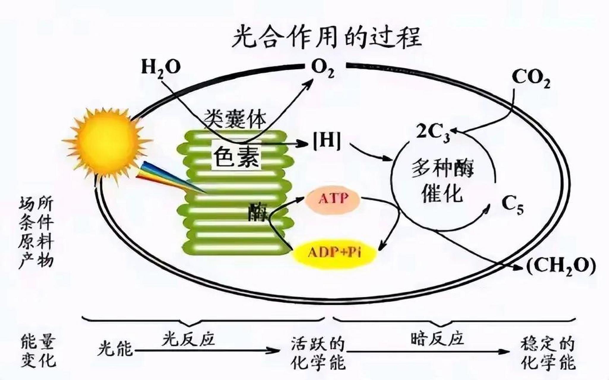 二氧化碳变淀粉图片