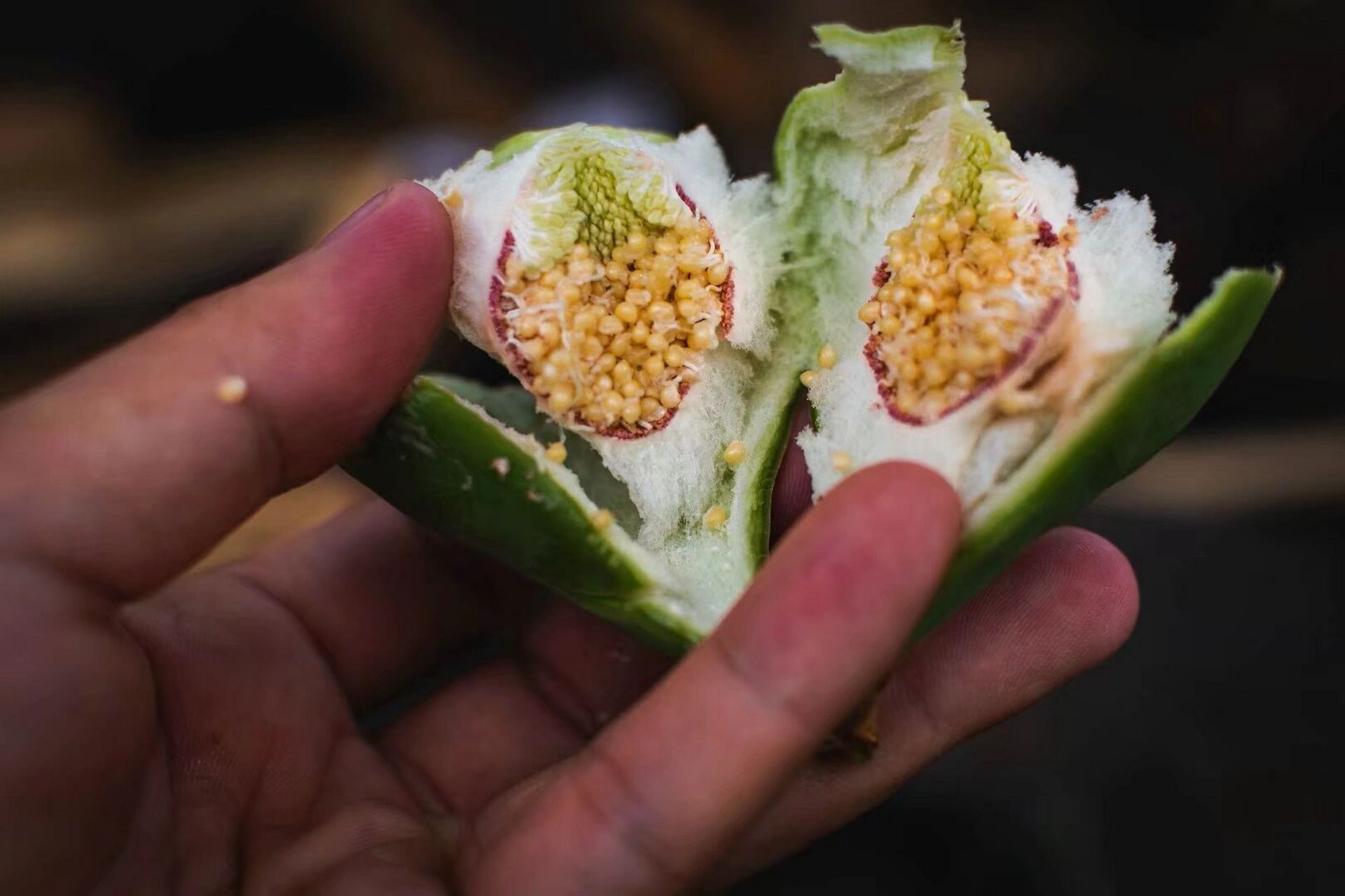 补肾固精 薜荔果中含有大量的酸性物质,具有收涩之功,可治疗因肾虚精