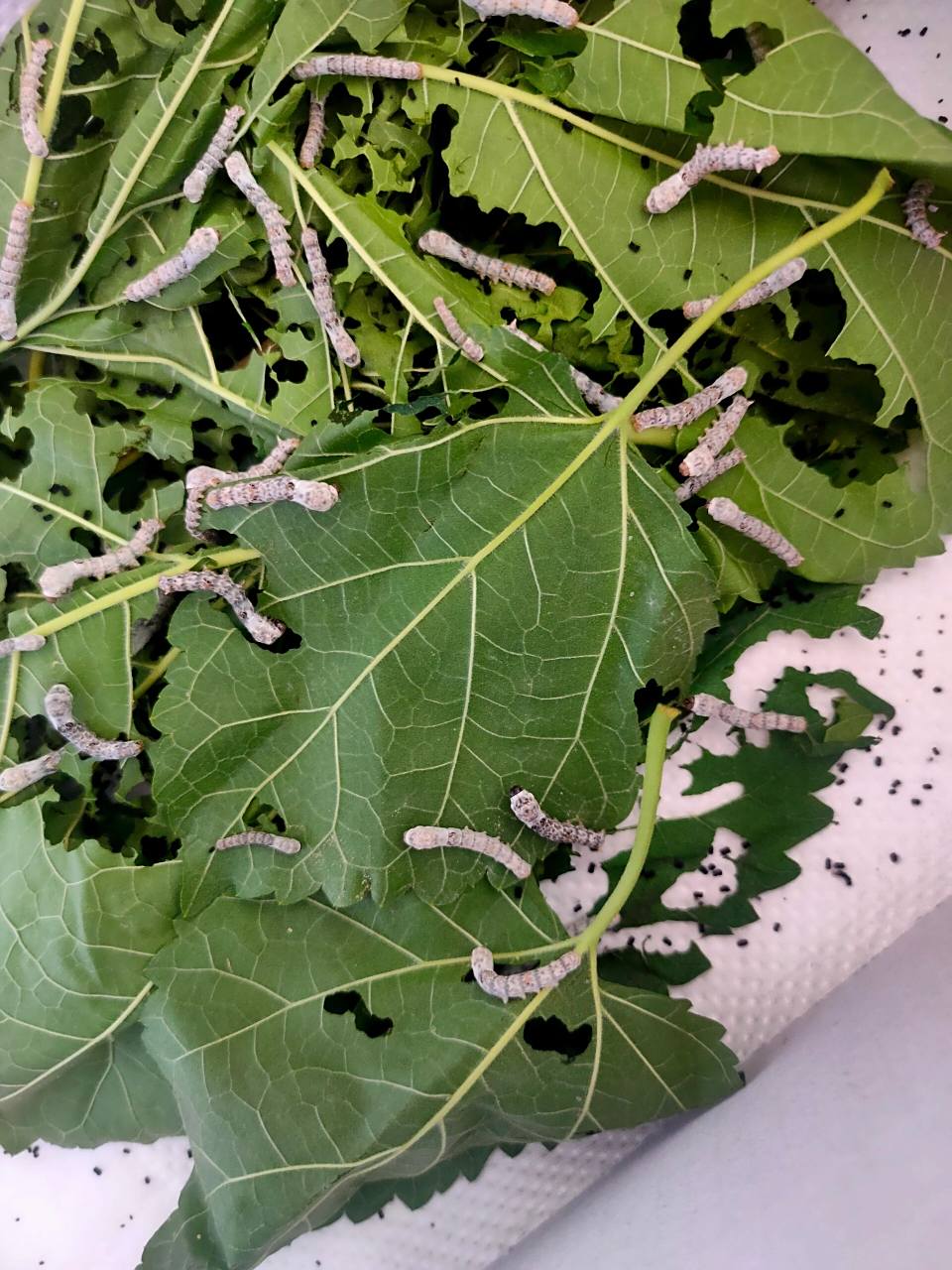 蚕身体发黑 蚕的身体有些黑色斑点,是生病了吗?