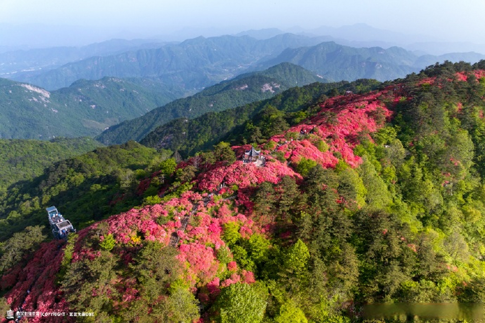 麻城龟峰山杜鹃花盛开!  #钟情湖北约会春天#02