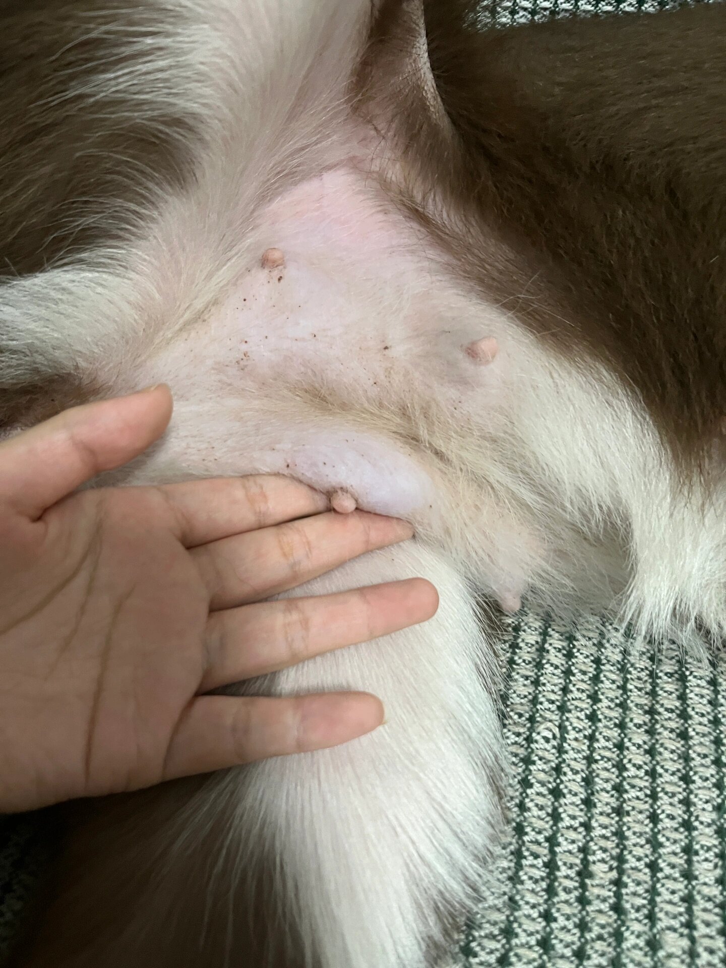 狗狗乳房变大怎么回事呀 之前第一次发情,发情完乳房就一直没消下去