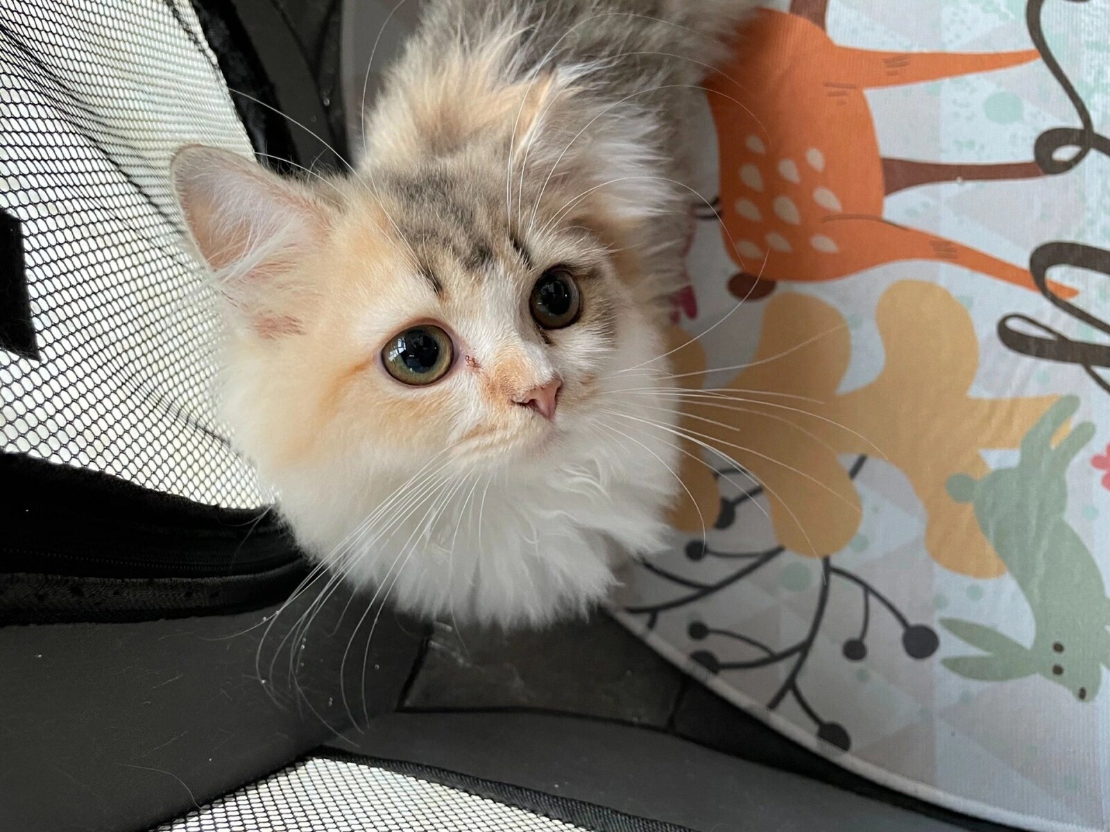 三花猫长毛猫高地猫英短金吉拉,600块一只 自己家猫咪生的,目前2个月