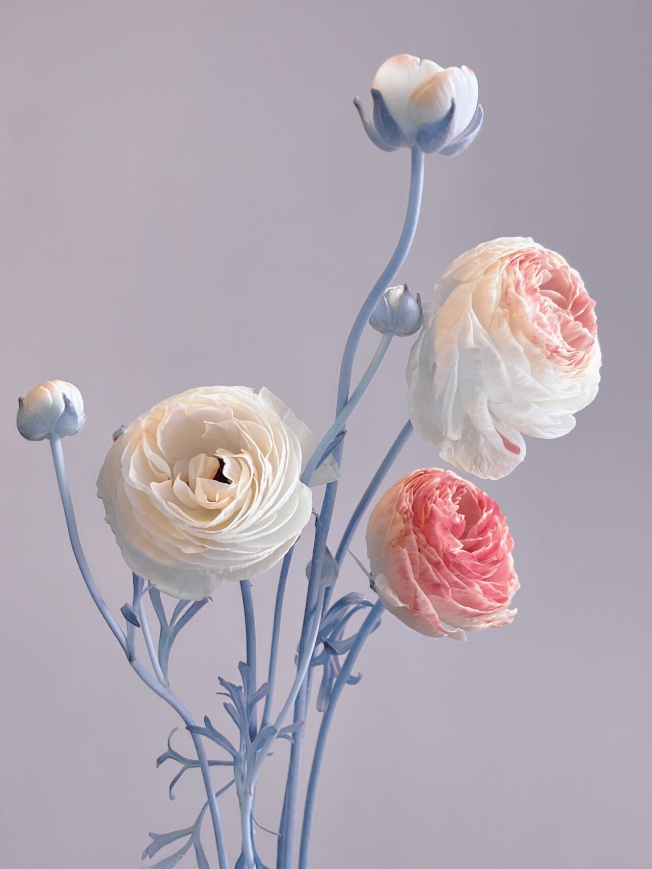 荷兰洋牡丹|ranunculus     玲珑秀美 奶黄色包子玲珑秀美 花瓣遇光照