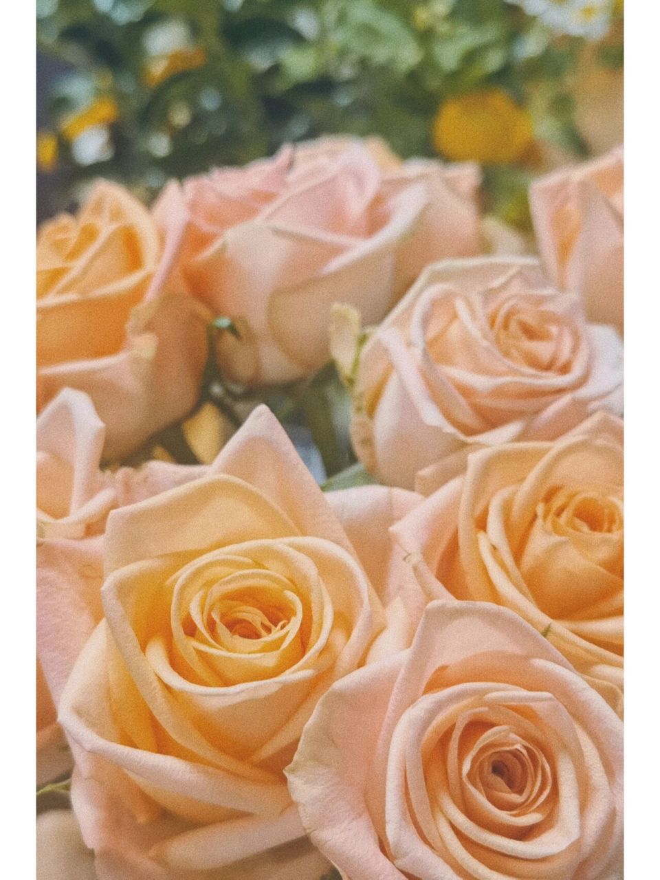 每周一花|柏拉图玫瑰,是理想国的样子 柏拉图玫瑰,来自肯尼亚,温暖又