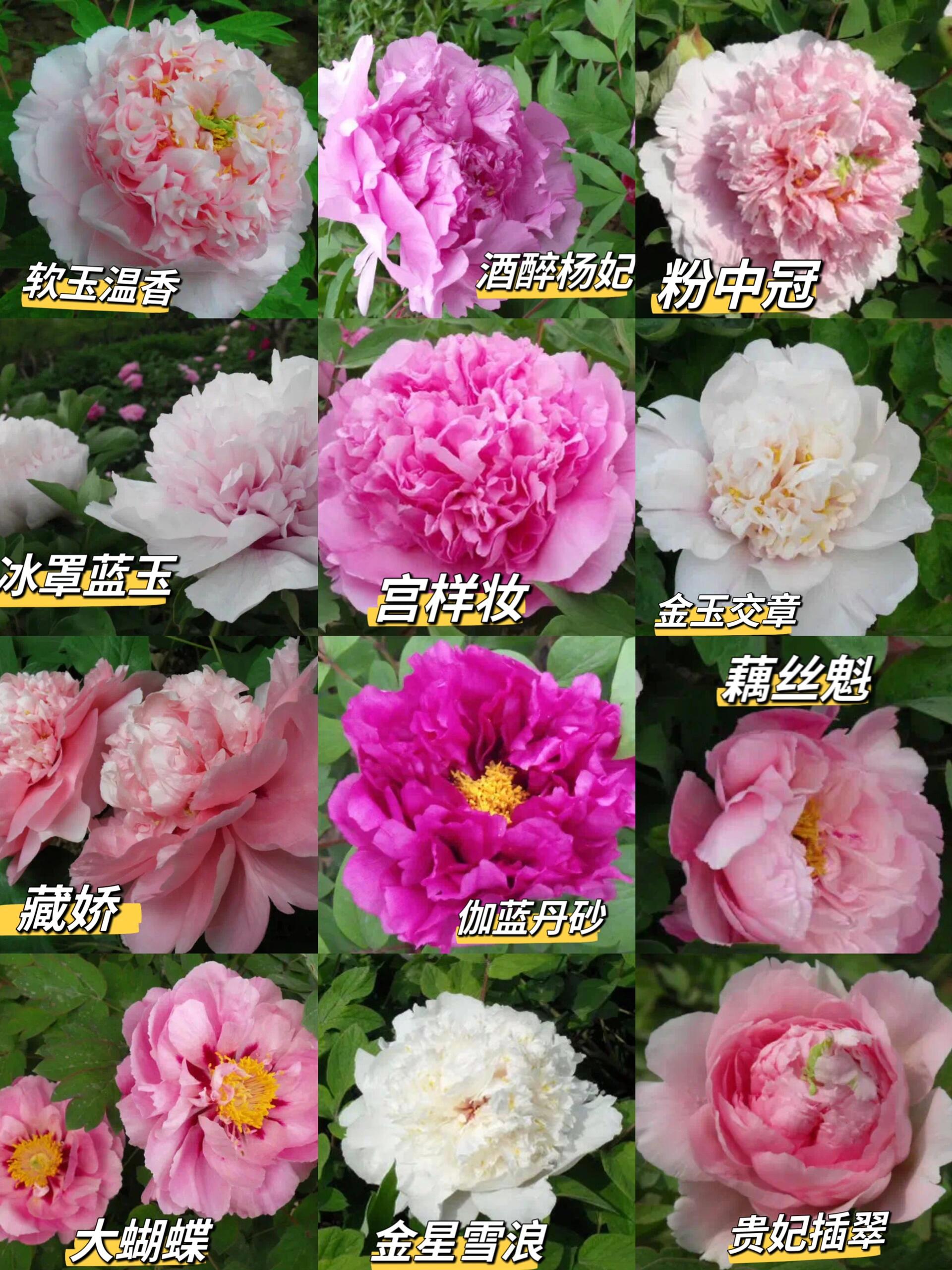 收下这篇洛阳牡丹花大全指南,就不用问了