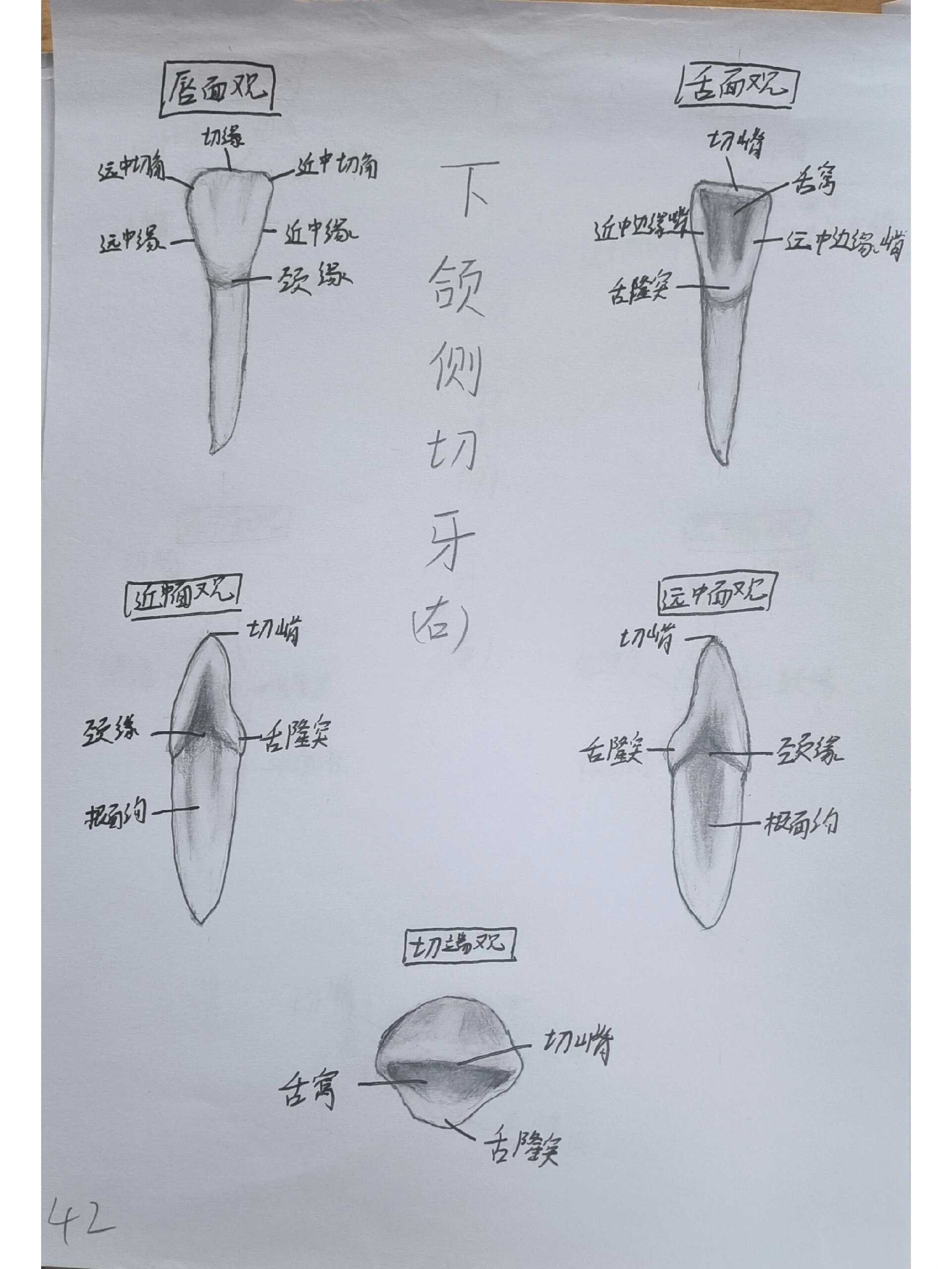 【牙体素描】上下颌切牙,尖牙,前磨牙