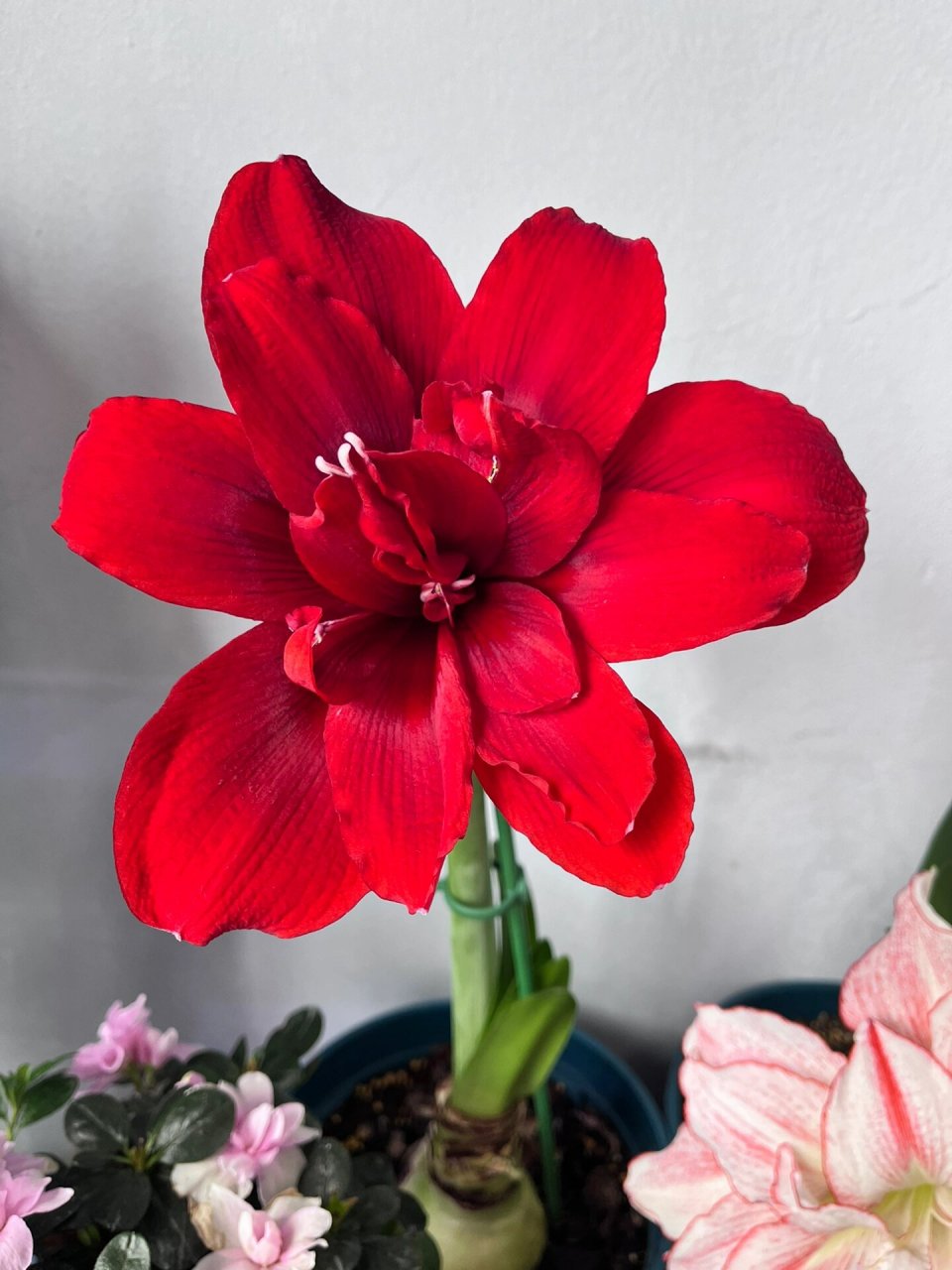 朱顶红迪卡女王 迪卡女王,丝绒质感,黑红色,黑又亮的感觉,自带高贵感