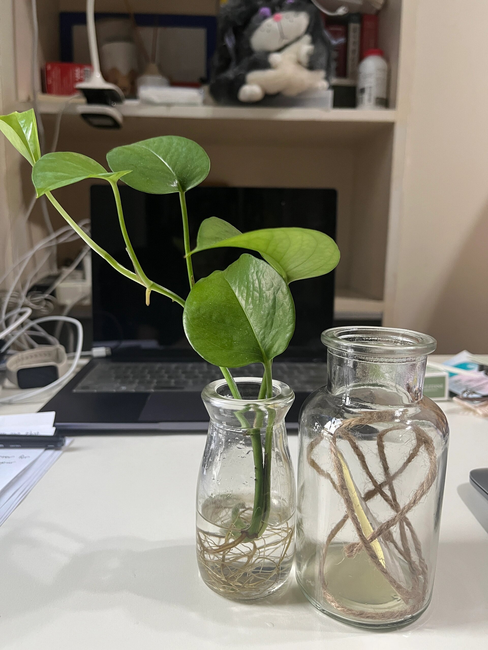 我的水培绿萝用不用剪根或者换大瓶子?