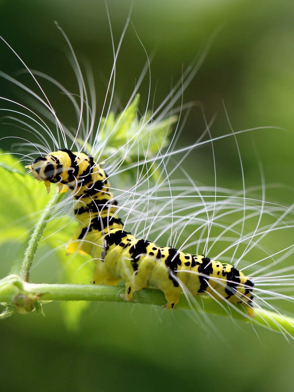 昆虫有哪些图片 昆虫,这些微小而神奇的生物,以其独特的存在方式,给大