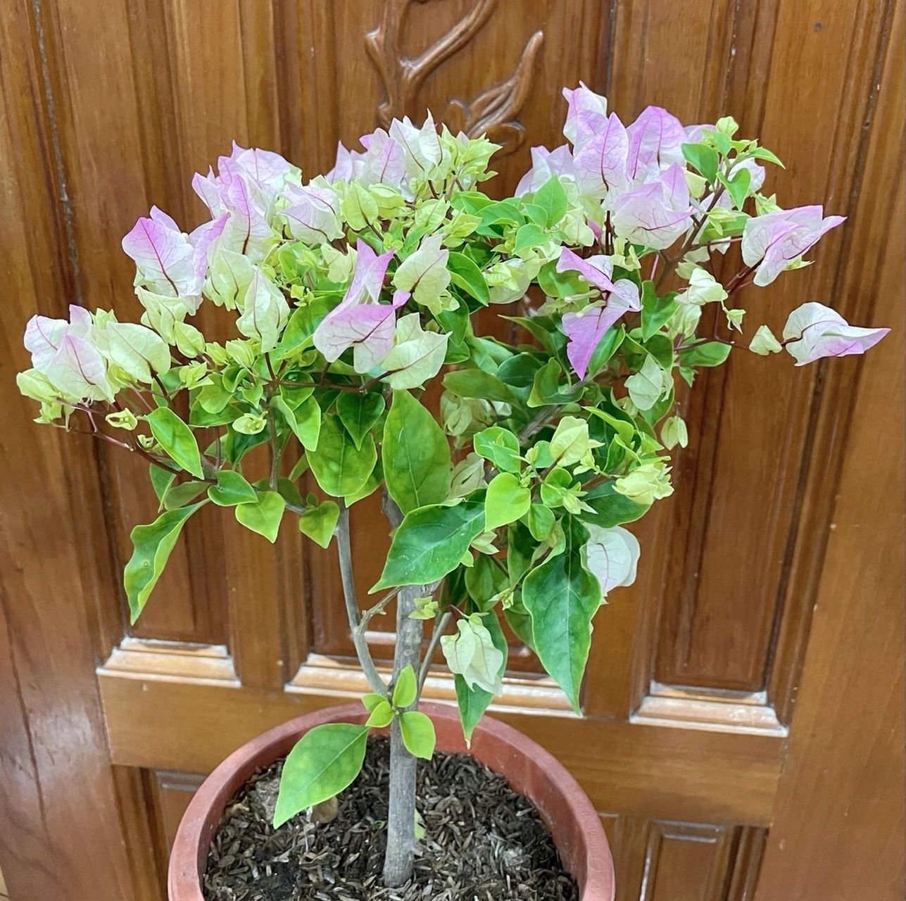 少女心三角梅 被三角梅的颜值折服的每一天,收到总会有惊喜