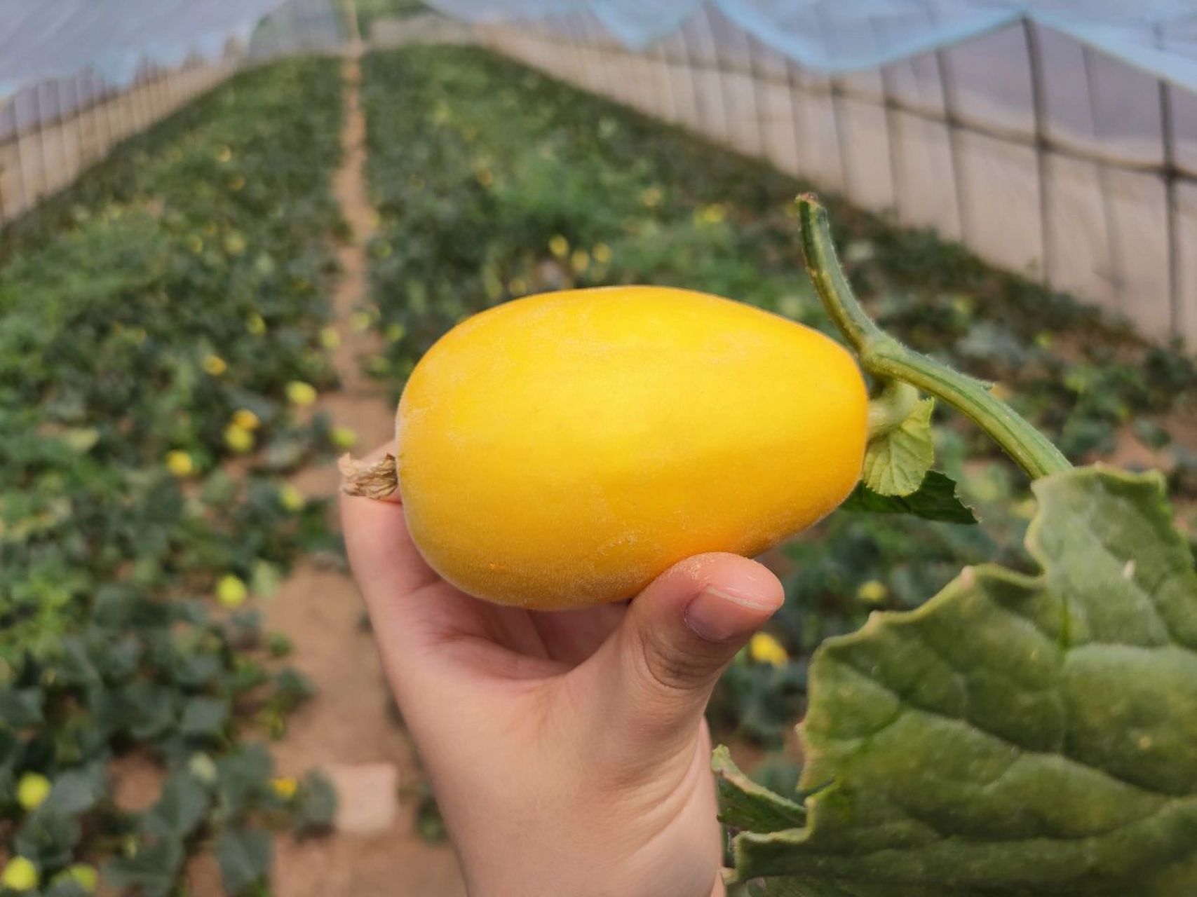 舟山特产·登步黄金瓜 舟山特产(预定) 登步黄金瓜