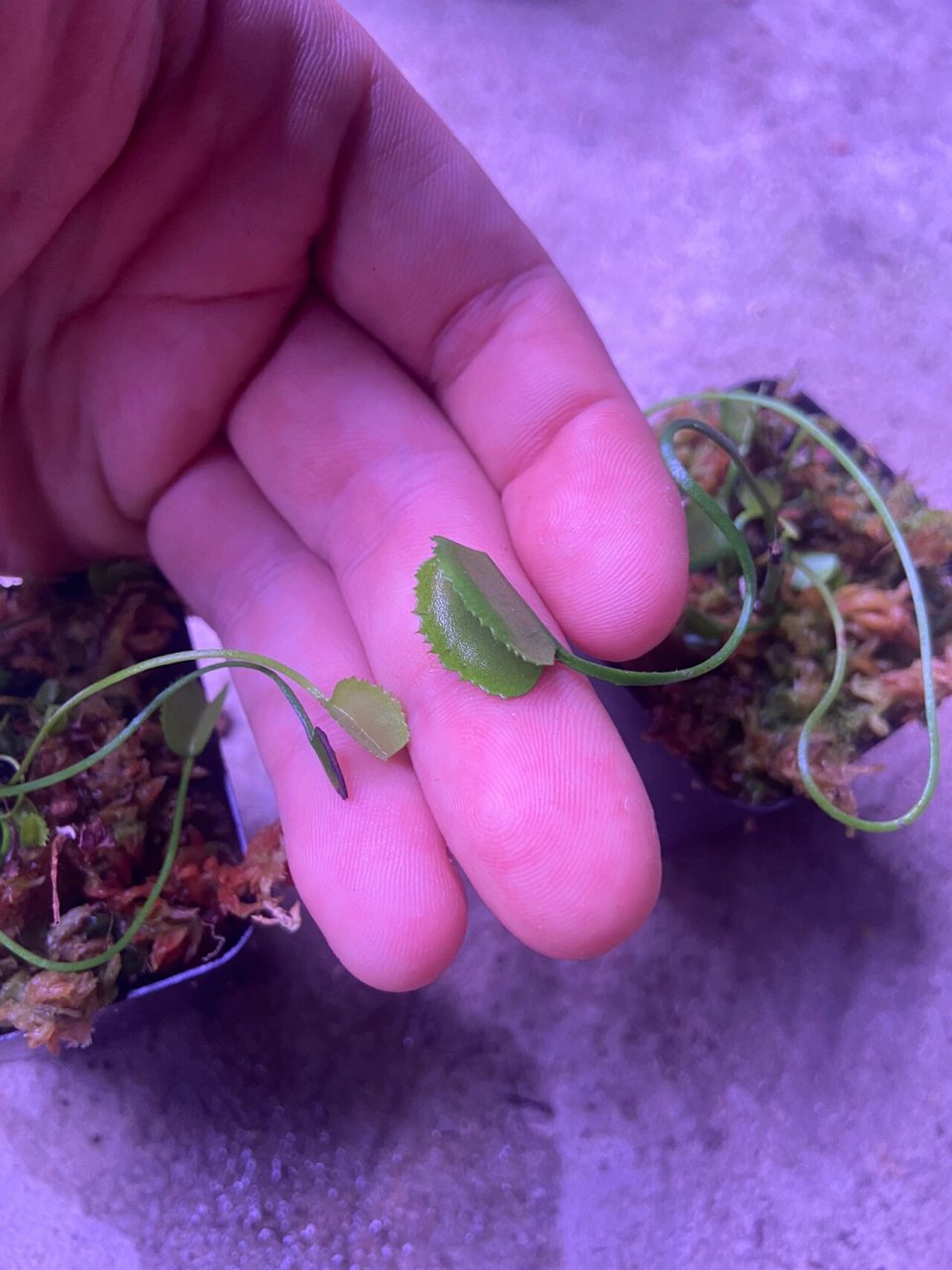 多倍体诱导 旋律鲨鱼捕蝇草 通过使用秋水仙素诱导捕蝇草园艺品种旋律