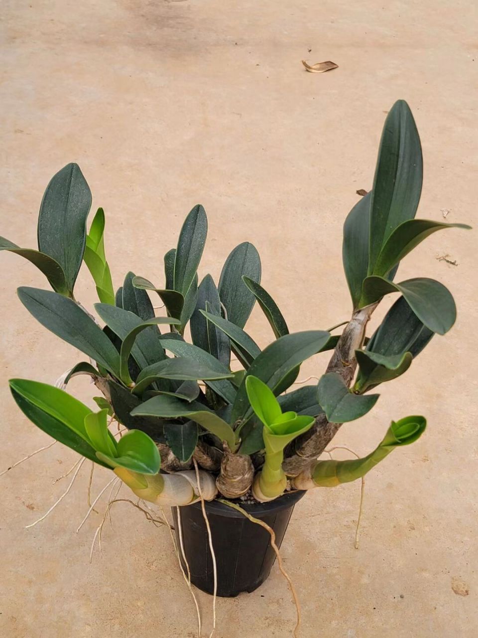 白花大明石斛 白花大明石斛开花很香 花穗长,超美!