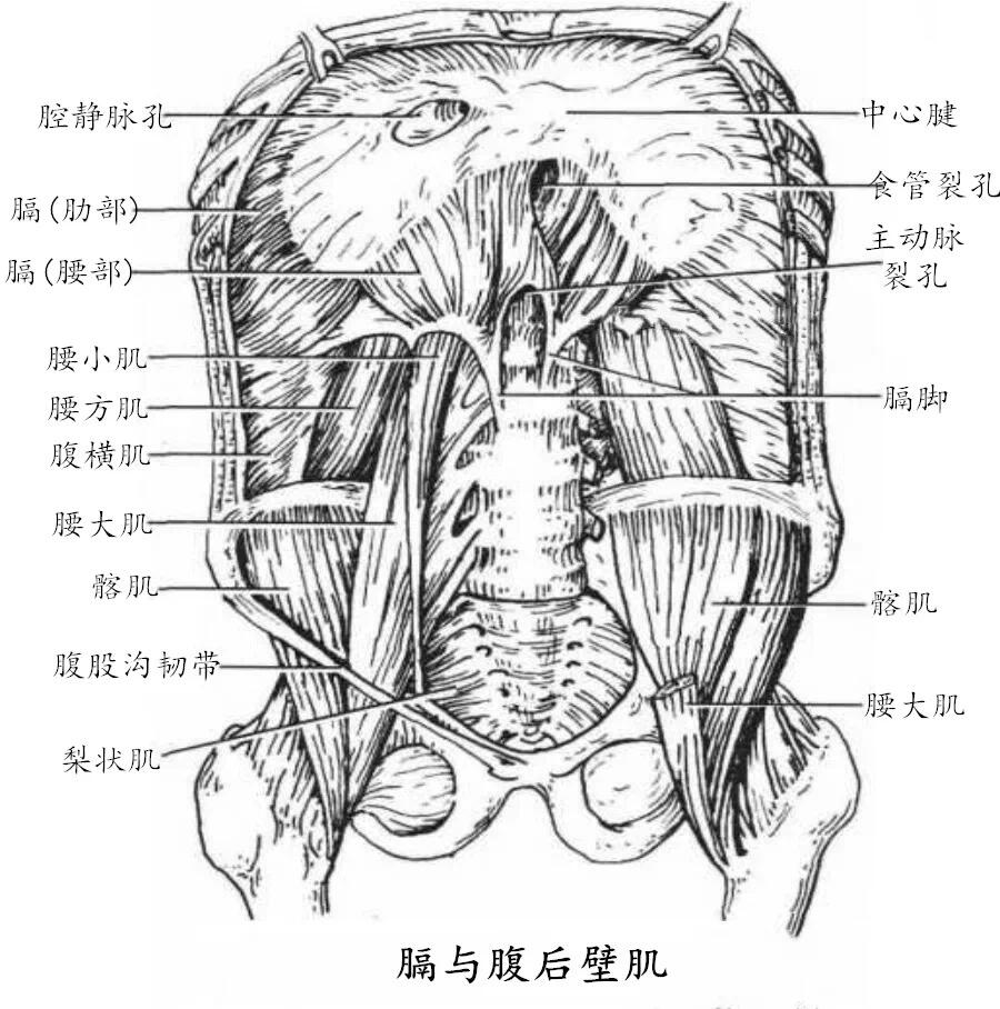 横膈解剖图片