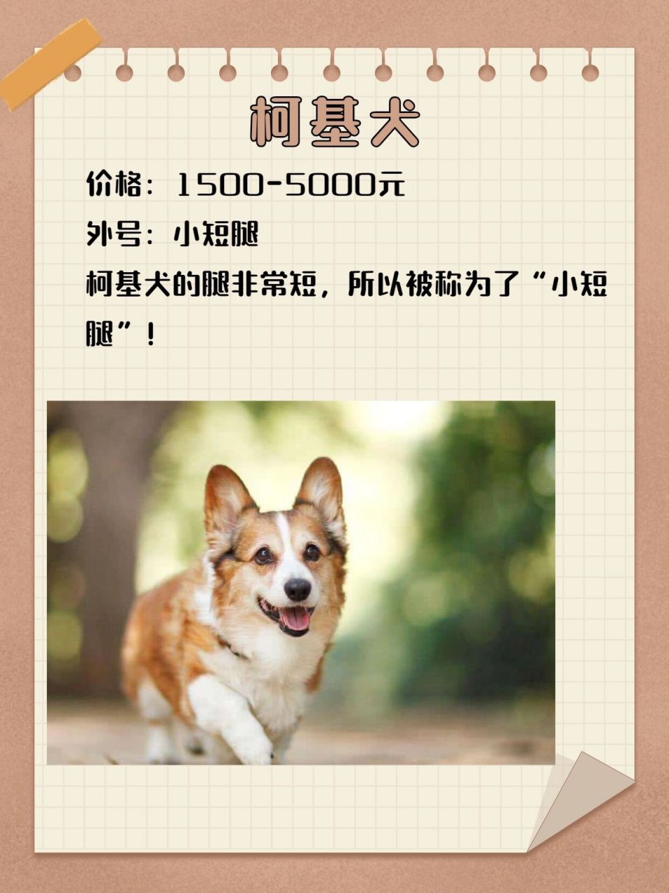 泰迪犬报价市场价图片