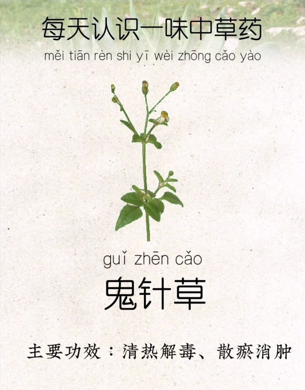 每天认识一味中草药_鬼针草 91别名:鬼钗草,鬼黄花,山东老鸦草