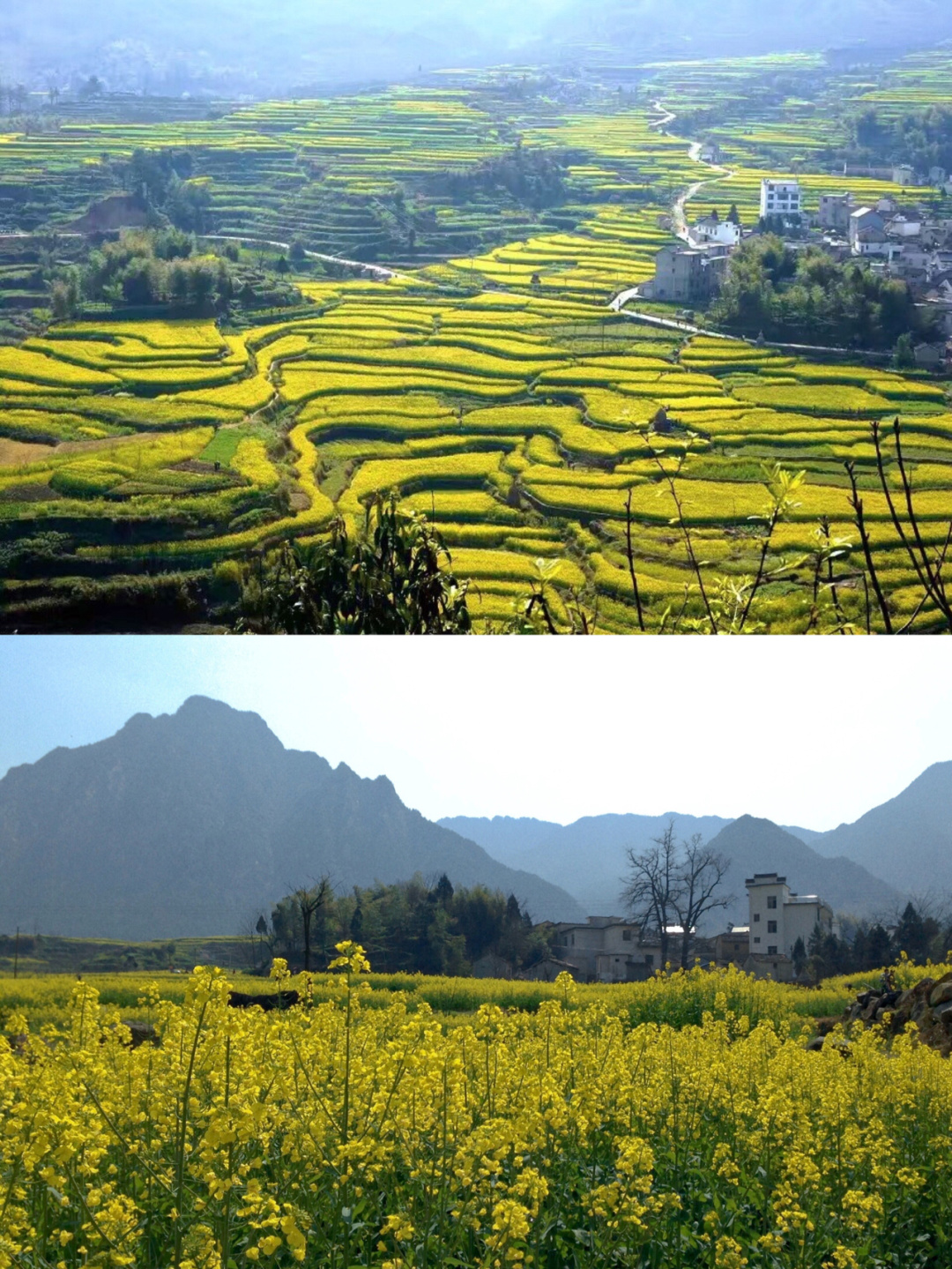 98小众景点|绩溪家朋油菜花梯田|零门票
