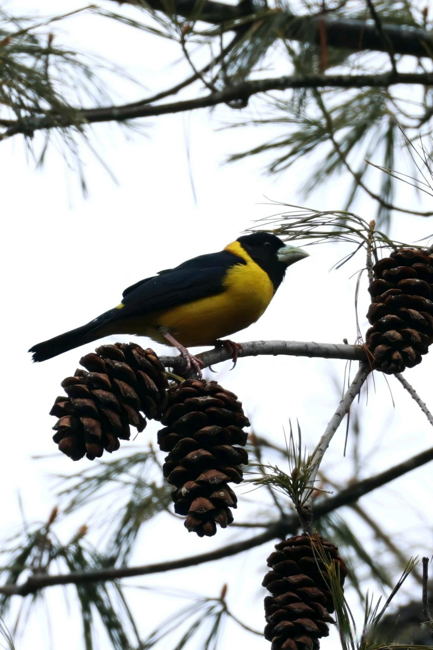 【百鸟志61图纪】 (284)◇70黄颈拟蜡嘴雀70◇ (甲辰仲春,摄于