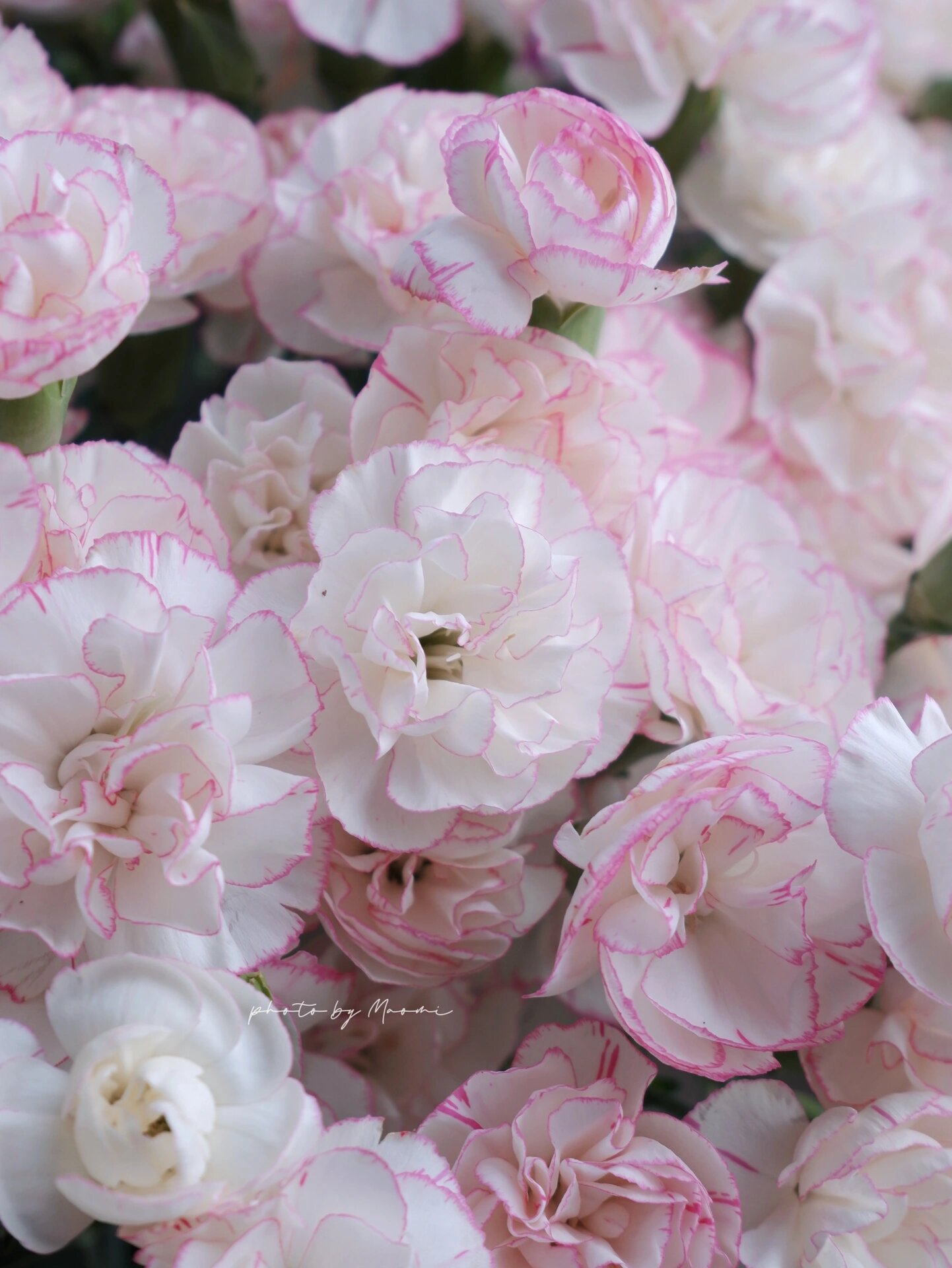 人间绝美的小白菜多丁康乃馨 透明感很足的一款多丁康乃馨,粉白色的