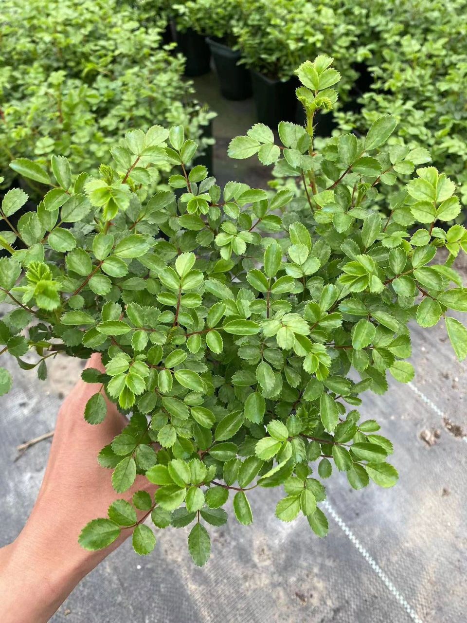 晚花型藤本【梅郎珍珠】蔷薇,5月下旬才开花,仅需一棵就能轻松延长